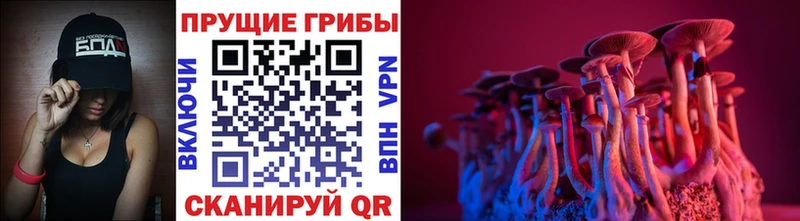 Купить закладки  Осинники  Псилоцибиновые грибы Cubensis 